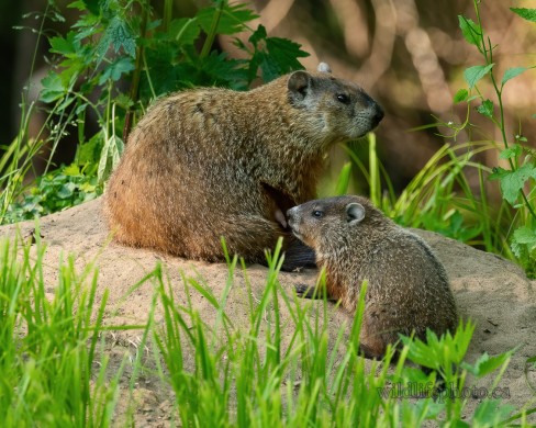 Groundhog with Young