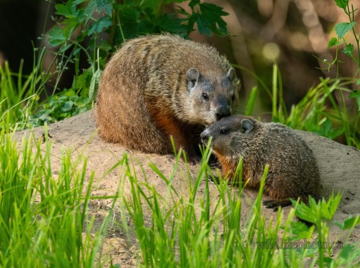 Groundhog with Young