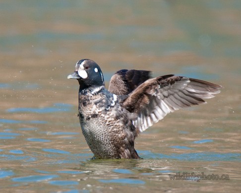 Harlequin Duck Flapping