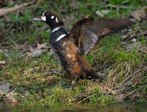 Male Harlequin Duck