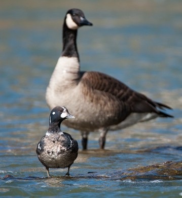 Harlequin Duck and Canada Goose