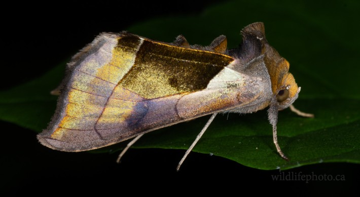 Hologram Moth