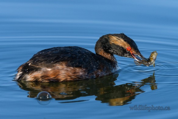 Horned Grebe with Catch