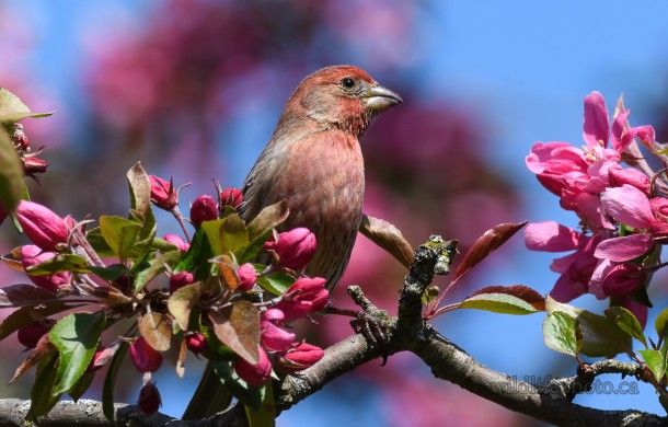 Male House Finch in Apple Blossoms