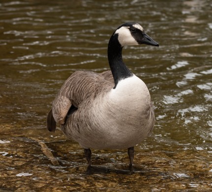 Hybrid Canada Goose