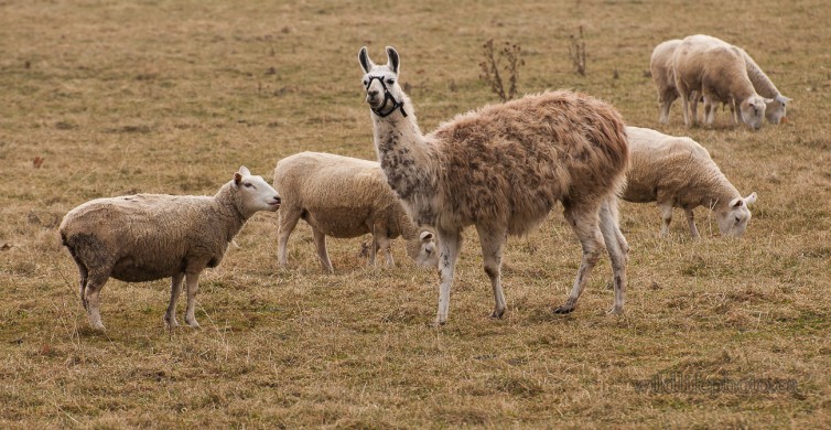 Lama and Sheep