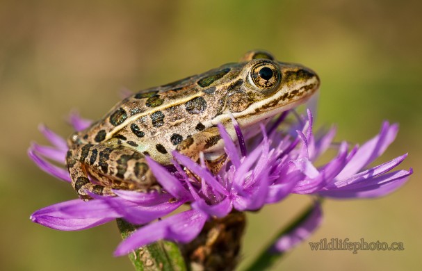 Leopard Frog on Aster Flower
