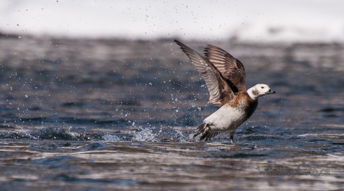 Long-tailed Duck - Female Take-off
