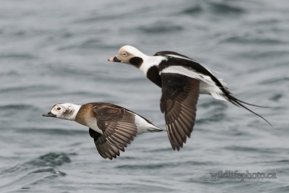 Male and Female Long-tailed Duck