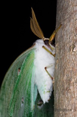 Male Luna Moth
