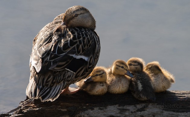 Momma with Ducklings