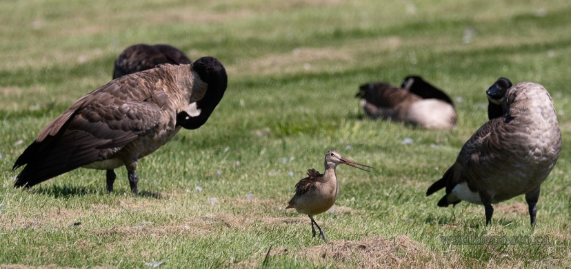 Marbled Godwit with Canada Geese