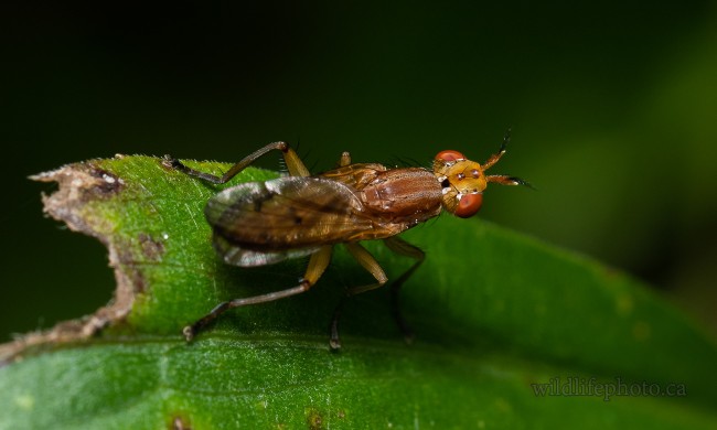 Marsh Fly - Trypetoptera Canadensis
