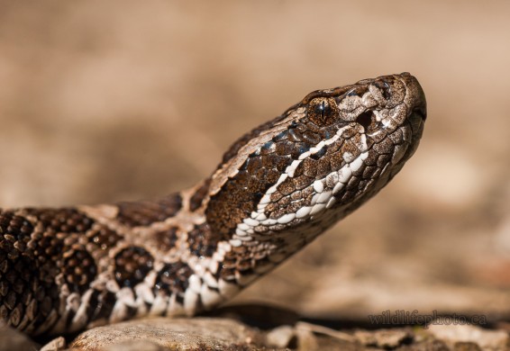 Massasauga Rattlesnake Close-up