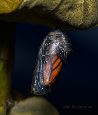 Monarch Butterfly About to Emerge