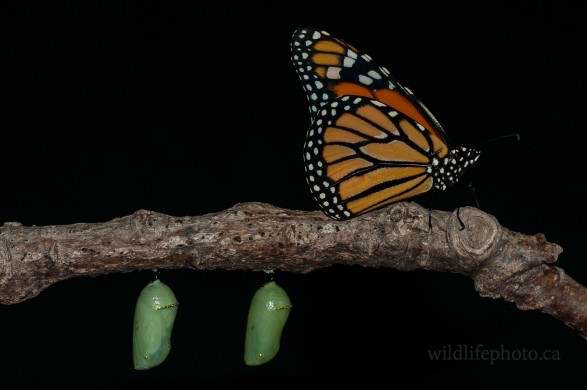 Monarch Butterfly and  Chrysalis