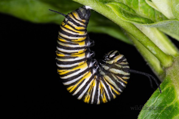 Monarch Caterpillar in J Formation