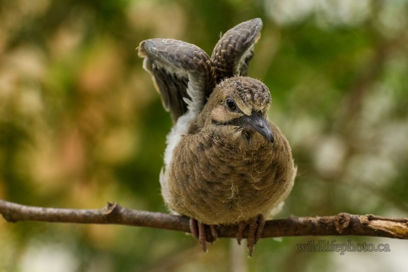 Mourning Dove Fledgling Stretching