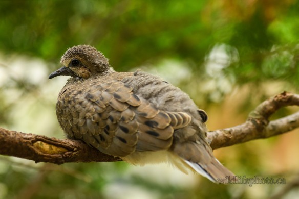 Mourning Dove Fledgling