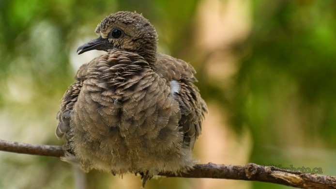 Mourning Dove Fledgling