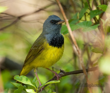 Male Mourning Warbler