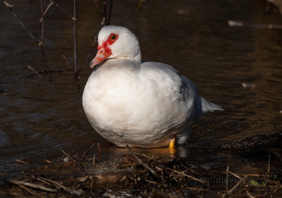 Female Muscovey Duck
