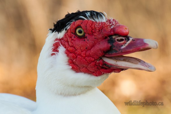 Muscovey Duck Portrait