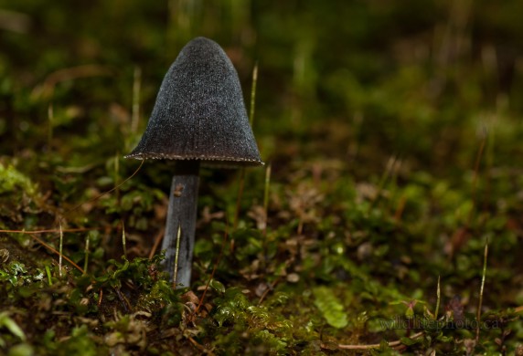 Black Mushroom