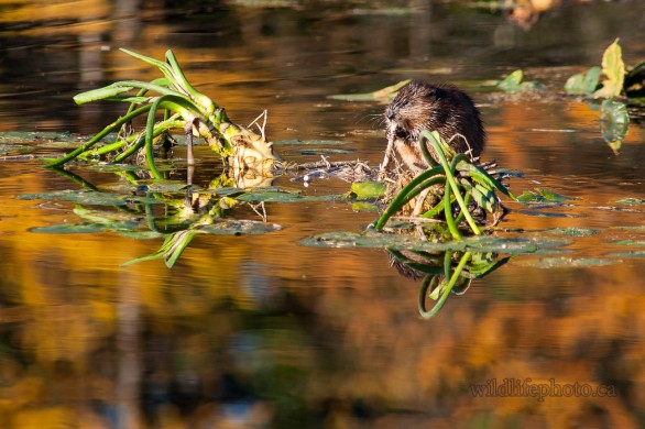 Muskrat in Autumn Reflections