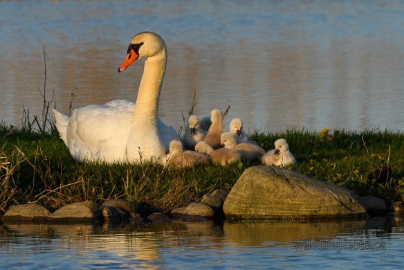 Mute Swan with Cygnets