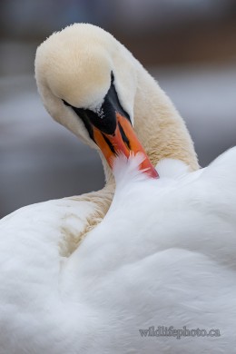Preening Mute Swan