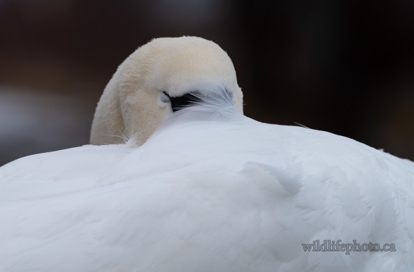 Sleeping Mute Swan