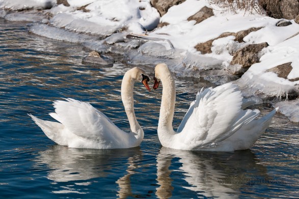 Mute Swan Pair