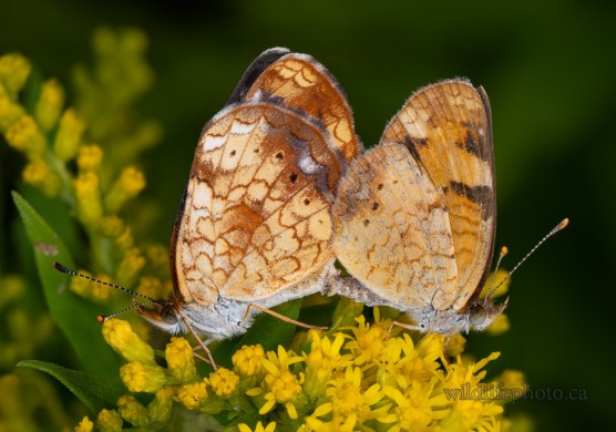 Northern Crescent Butterflies Mating