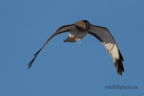 Male Northern Harrier with Catch