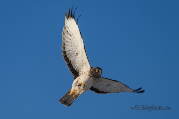 Male Northern Harrier with Catch