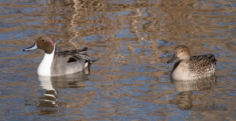 Male and Female Northern Pintail
