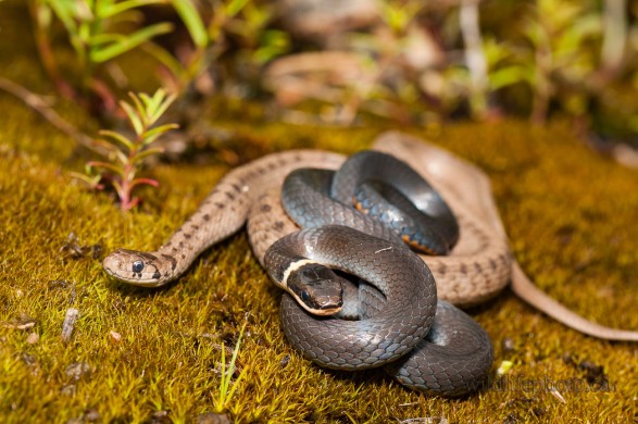 Ring-necked and Brown Snake