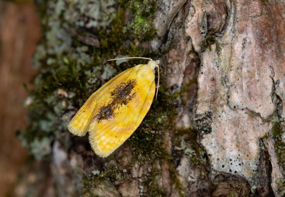 Oak Leafshredder Moth