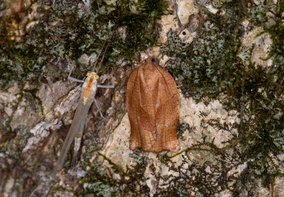 Oblique-banded Leafroller Moth and Mayfly