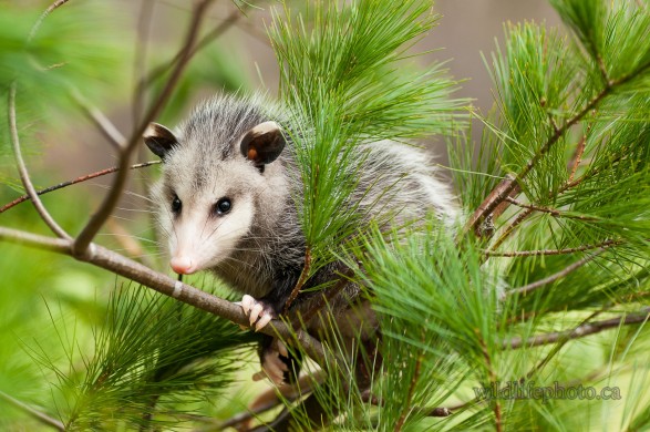 Virginia Opossum in a Pine Tree