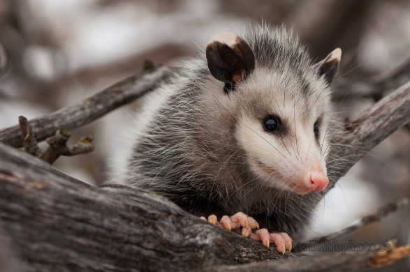 Young Opposum