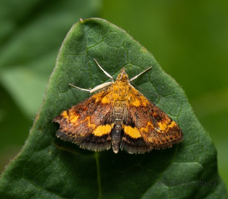 Orange Mint Moth