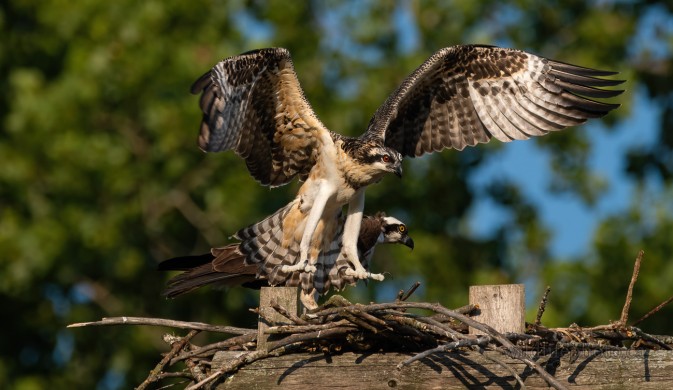Juvenile Osprey Flight Practice