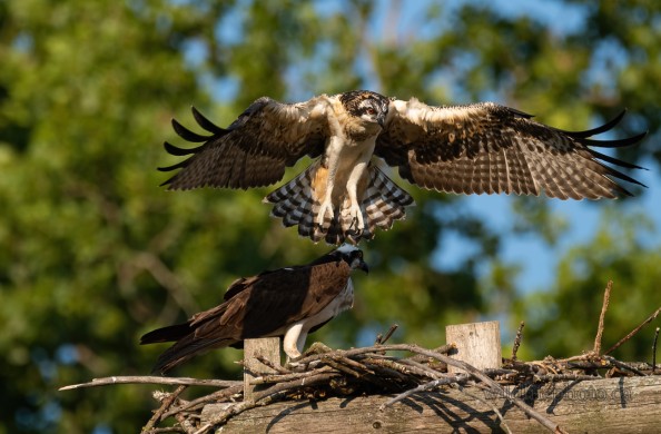 Juvenile Osprey Flight Practice