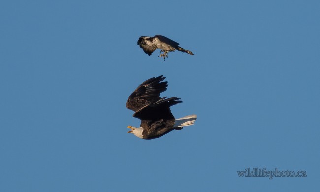 Osprey Attacking a Bald Eagle