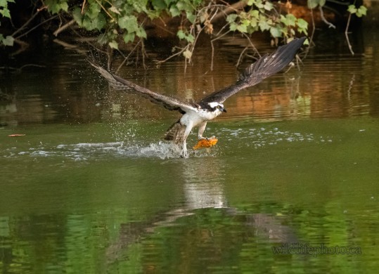 Osprey Catching a Goldfish