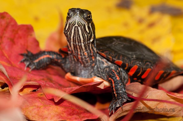 Immature Painted Turtle in Autumn Leaves