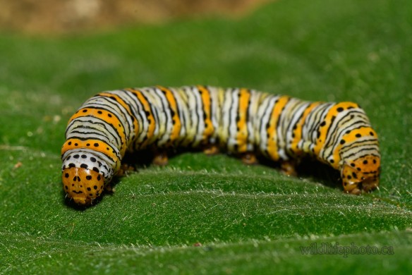 Pearly Wood-Nymph Caterpillar