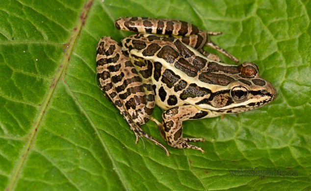 Pickerel Frog
